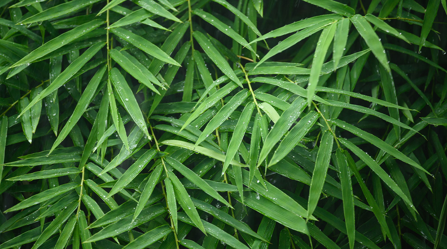 bamboo-tree